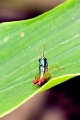 GRASSHOPPER (Metallic Green)